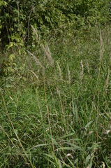 Calamagrostis epigejos