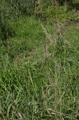 Calamagrostis epigejos