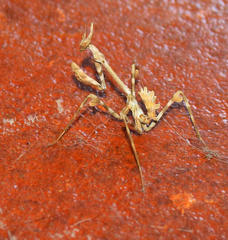 Empusa binotata