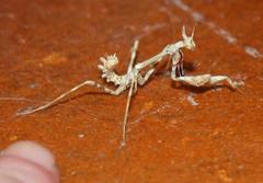 Empusa binotata