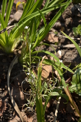 Epilobium pseudorubescens