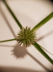 Cyperus brevifolioides
