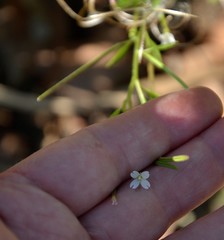 Epilobium pseudorubescens