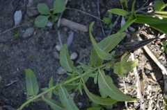 Epilobium pseudorubescens