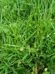 Cyperus brevifolioides