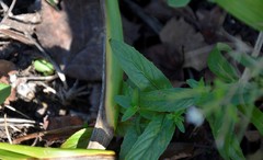 Epilobium pseudorubescens