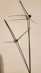 Cyperus brevifolioides