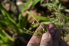 Epilobium pseudorubescens