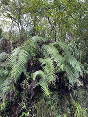Woodwardia orientalis