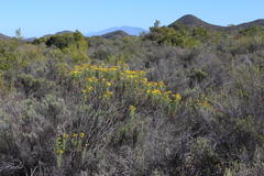 Euryops rehmannii