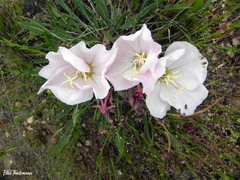 Oenothera acaulis