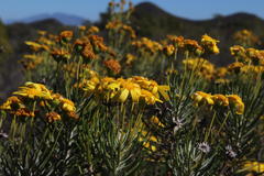 Euryops rehmannii