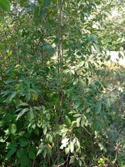 Salix cinerea