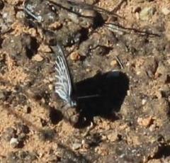 Pseudonympha trimenii trimenii