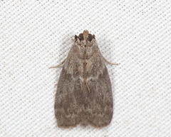 Oreana unicolorella