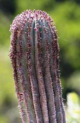 Euphorbia polygona