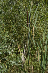 Typha latifolia