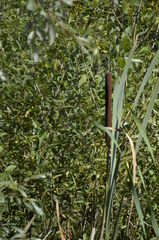 Typha latifolia