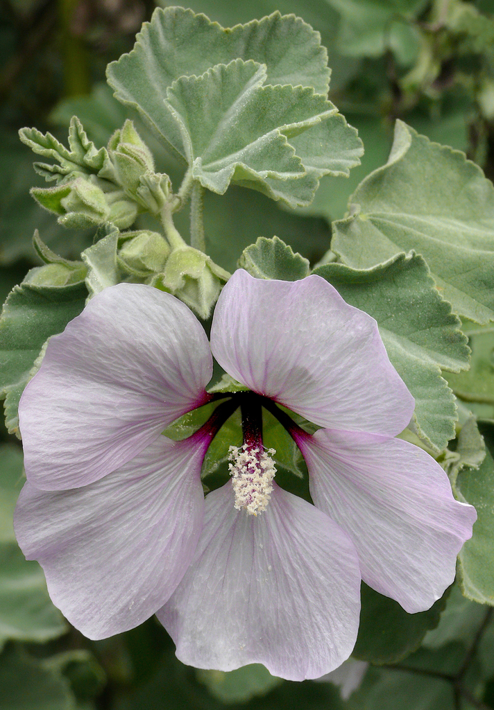 Sea Mallow