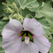 Sea Mallow - Photo (c) James Gaither, some rights reserved (CC BY-NC-ND)