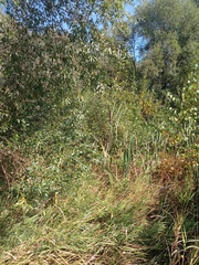 Typha latifolia