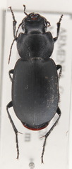 Licinus cassideus