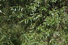 Salix alba