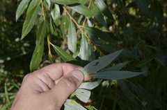 Salix alba