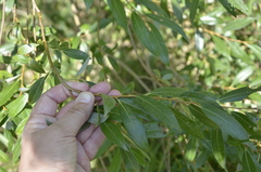 Salix alba