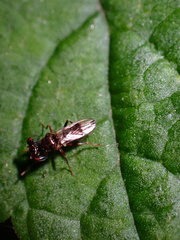 Sphyracephala brevicornis