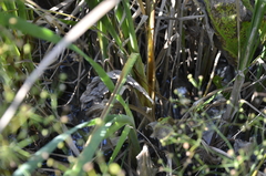 Alisma plantago-aquatica