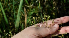 Alisma plantago-aquatica
