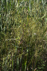 Alisma plantago-aquatica