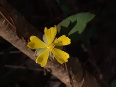 Hibbertia dentata