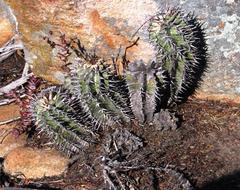 Euphorbia polygona