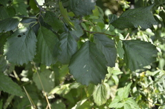Alnus glutinosa