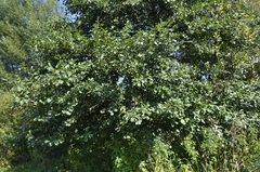 Alnus glutinosa