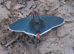 Elbella scylla