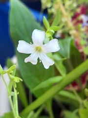Magnoliopsida
