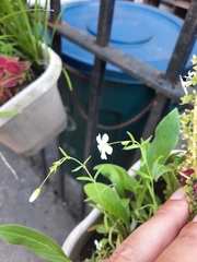 Magnoliopsida