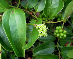 Smilax anceps