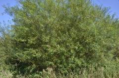 Salix viminalis