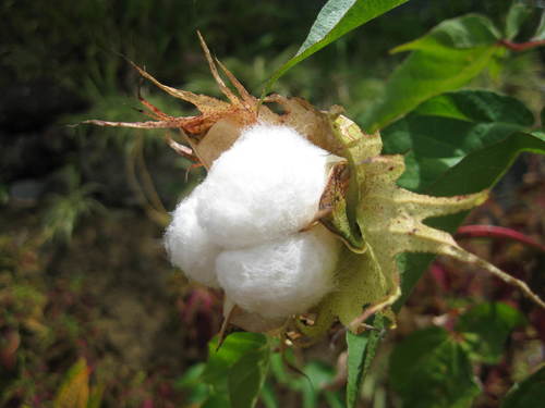 Gossypium barbadense