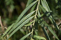 Salix viminalis
