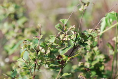 Sageretia