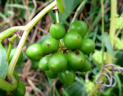Smilax anceps