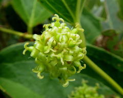 Smilax anceps
