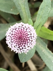 Spilanthes leiocarpa