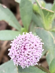Spilanthes leiocarpa