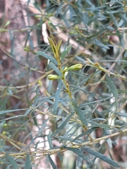 Pultenaea flexilis
